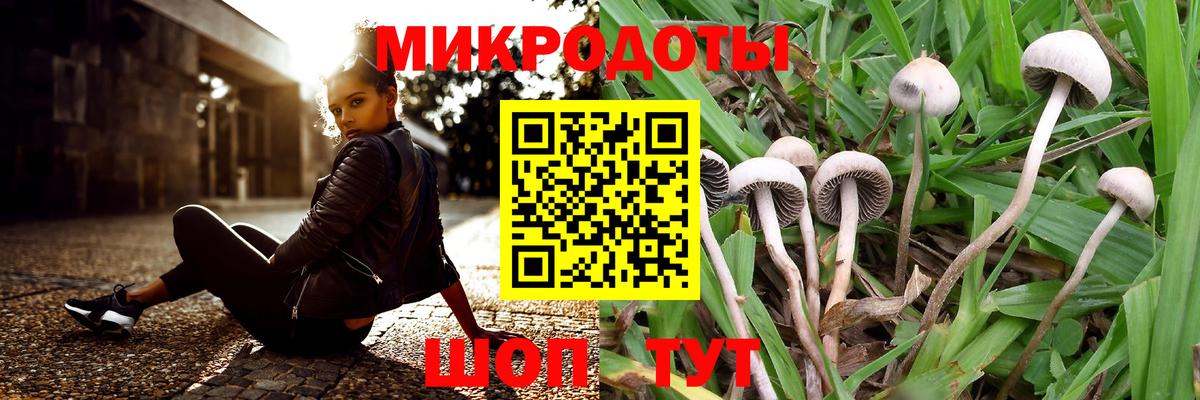 Псилоцибиновые грибы Psilocybe Тулун